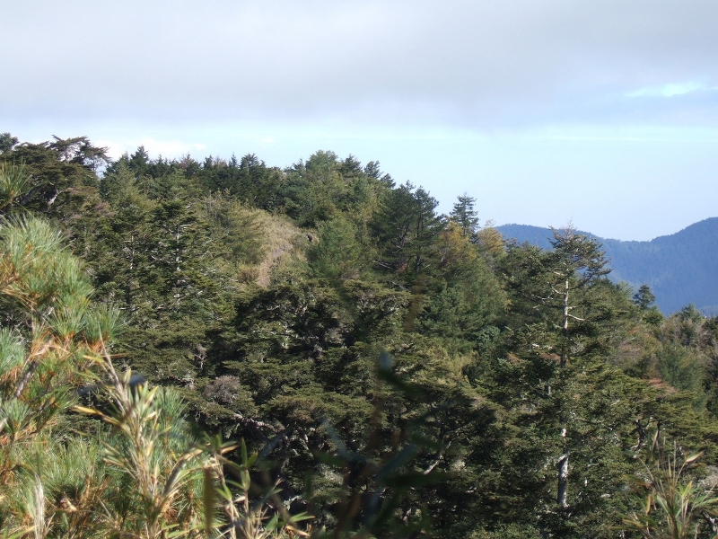 馬洋山 (保育志工黃建中、盧素珍提供)