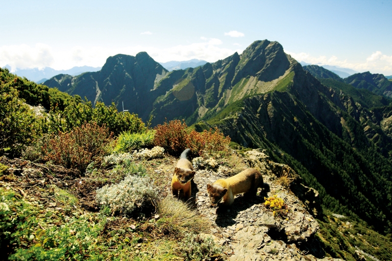 玉山上的小精靈(從北峰看玉山)-陳芳宜攝(2009 攝影展金牌獎)